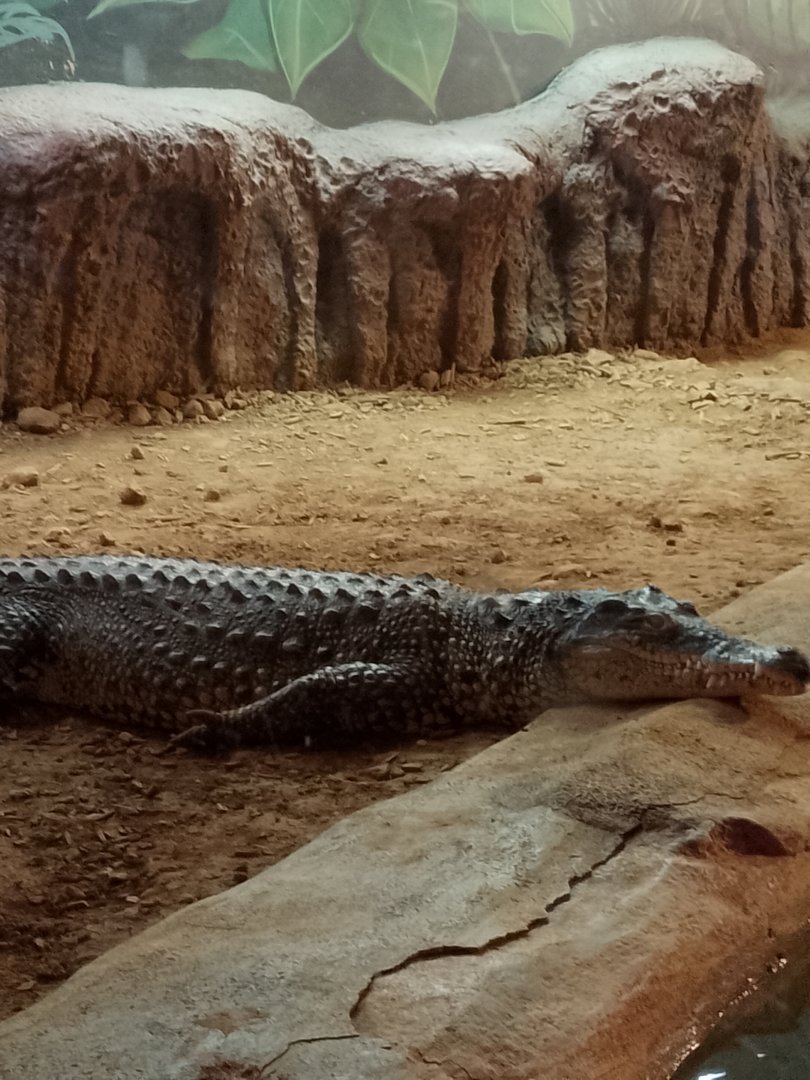 Cuban Crocodile