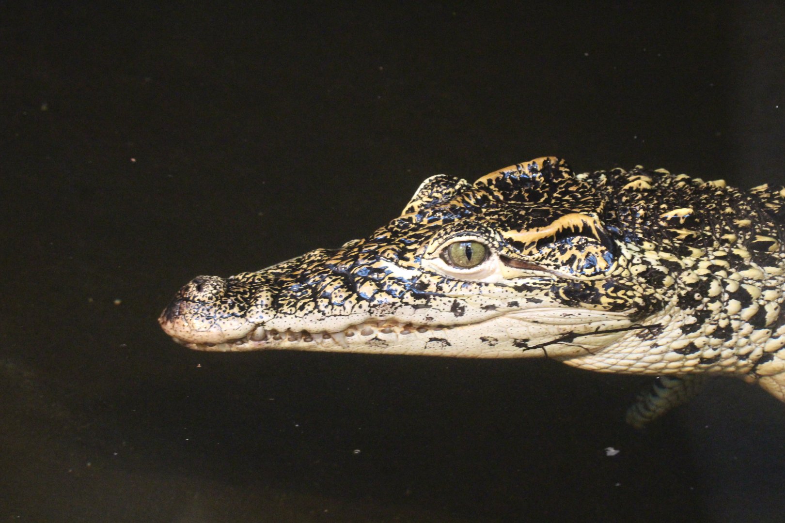 Cuban Crocodile