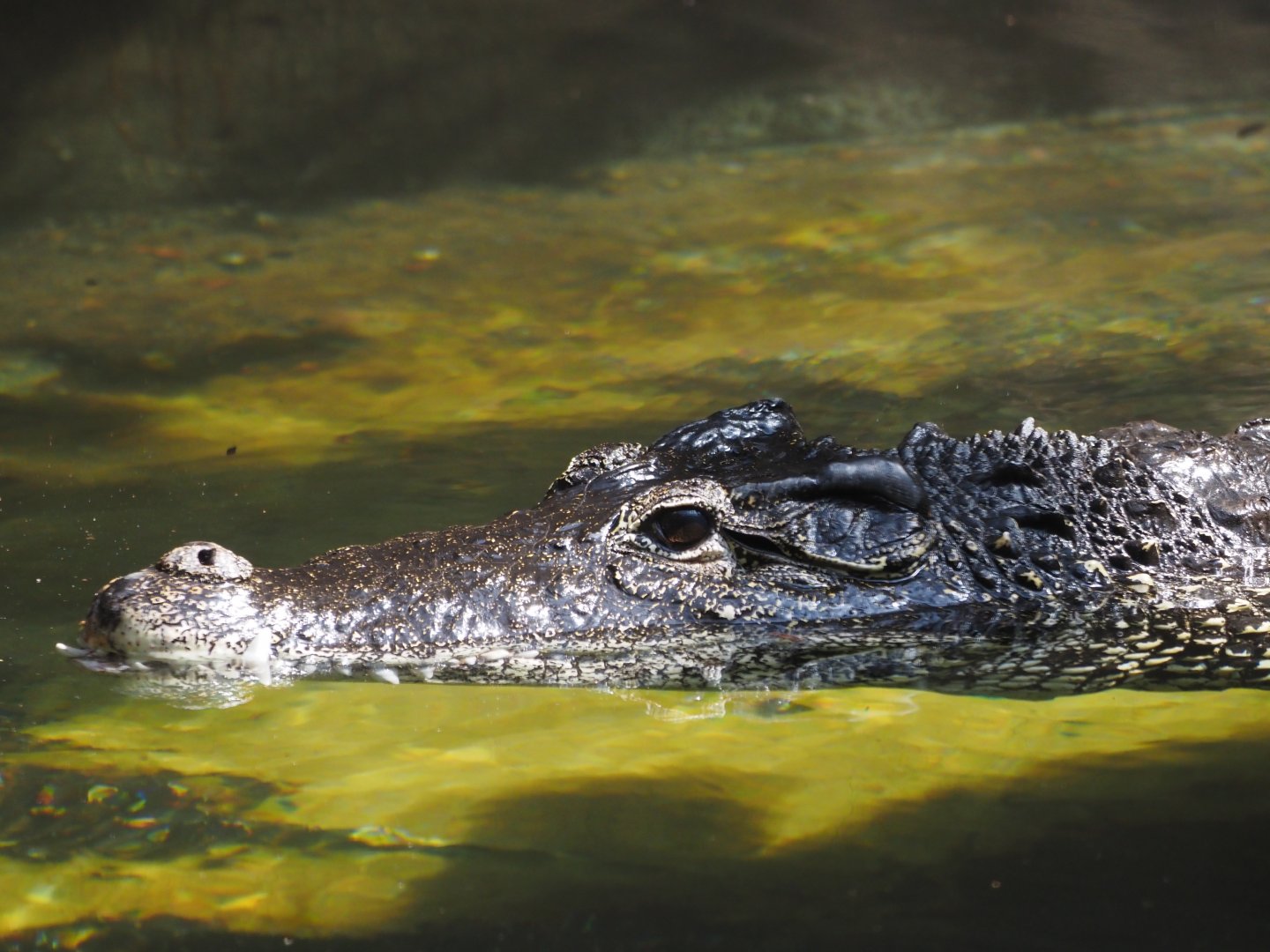 Cuban Crocodile