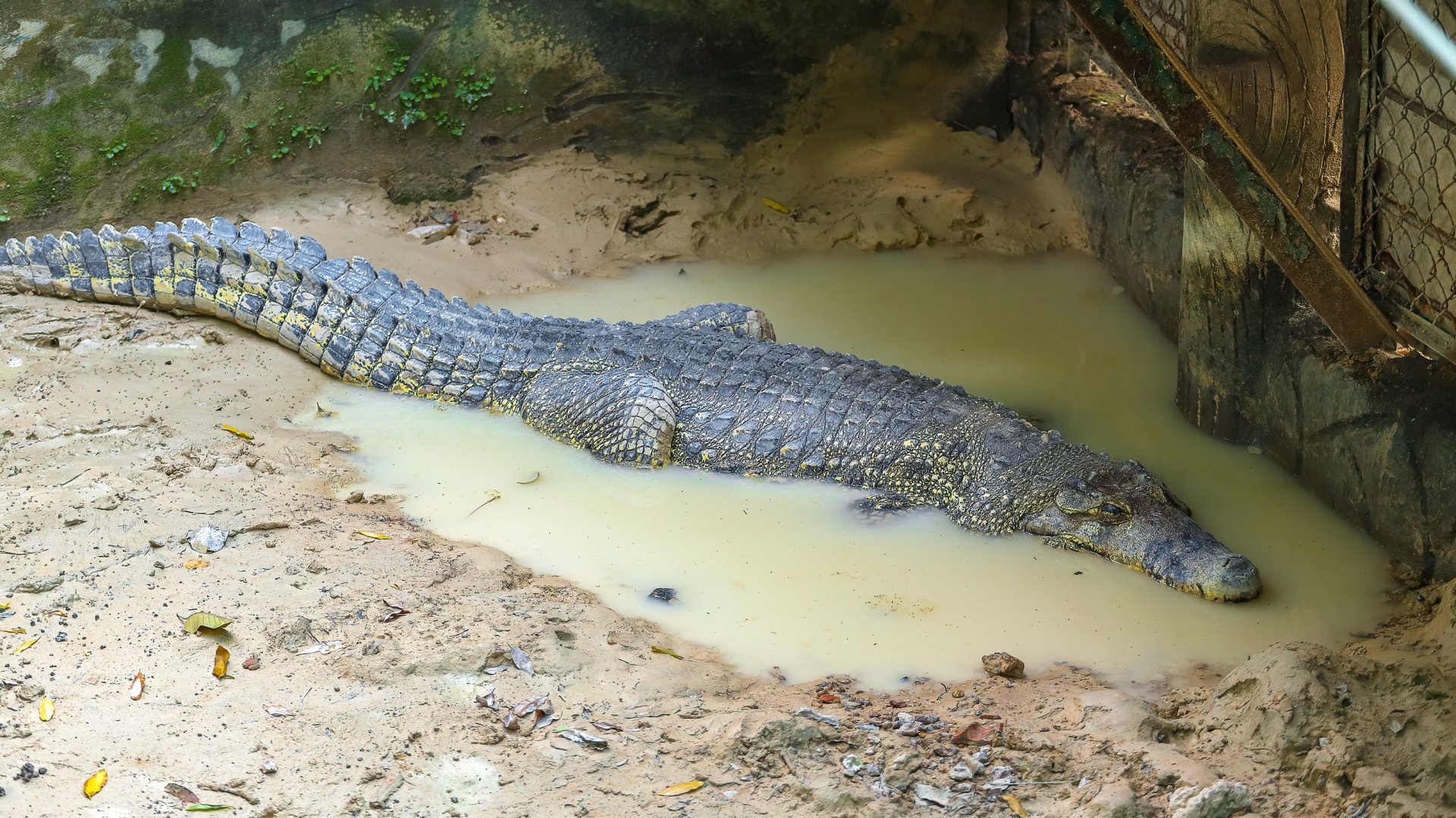Cuban crocodile