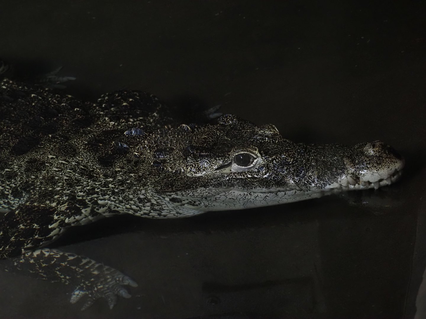 Cuban Crocodile