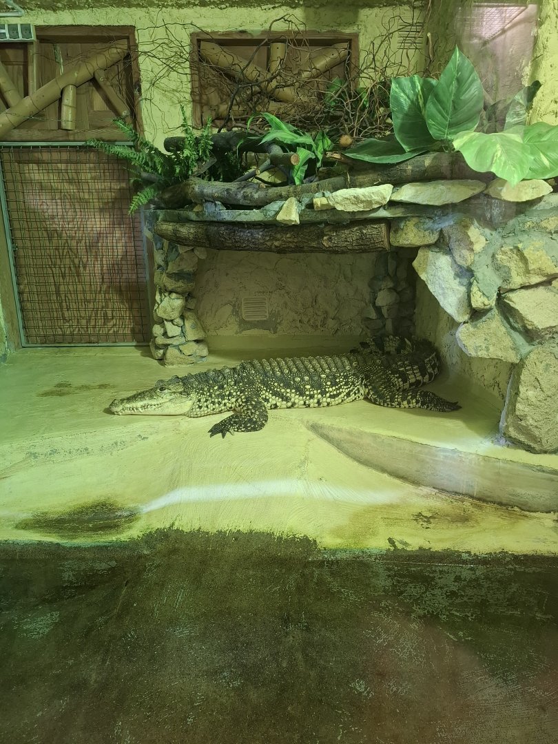 Cuban Crocodile