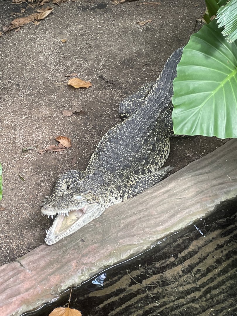 Cuban Crocodile