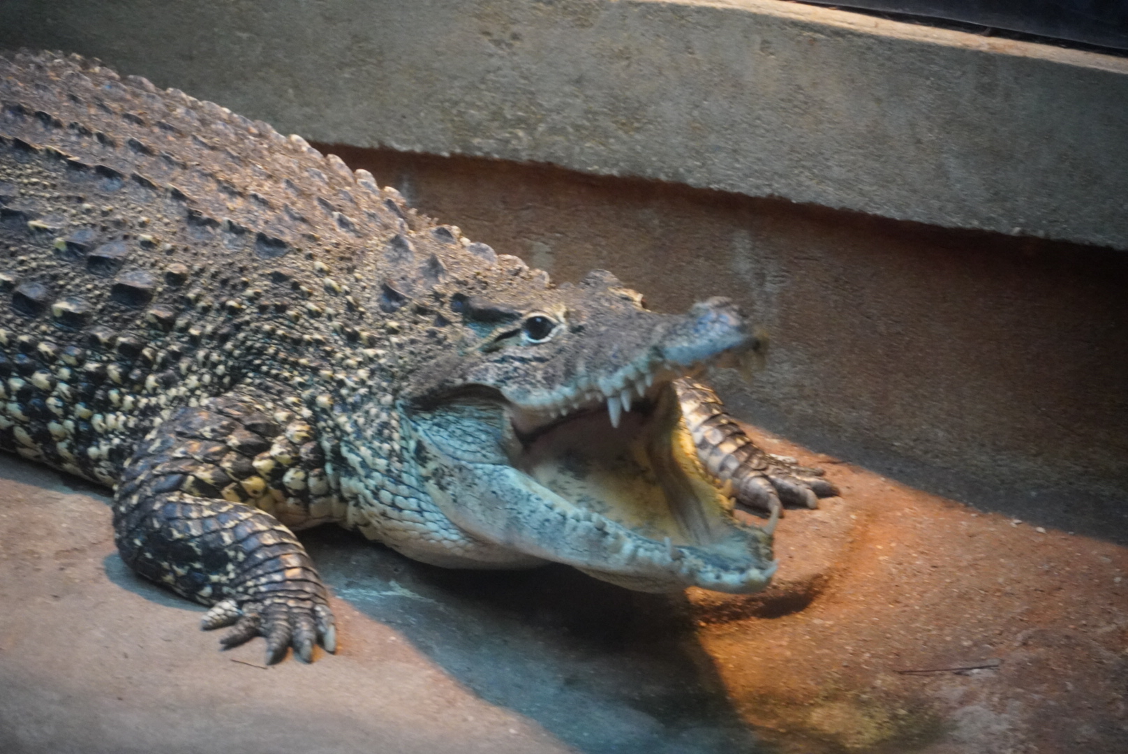Cuban Crocodile