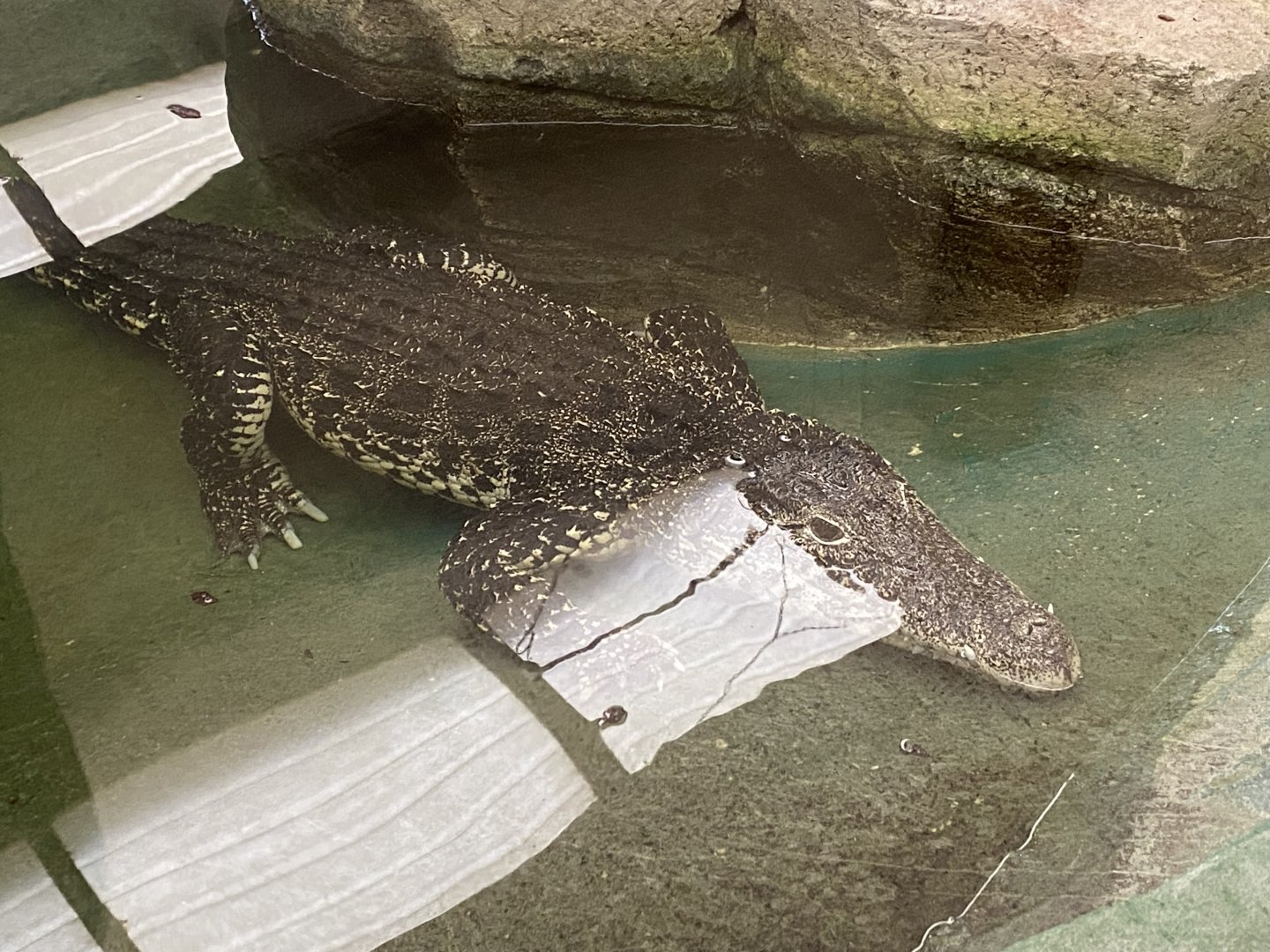 Cuban crocodile