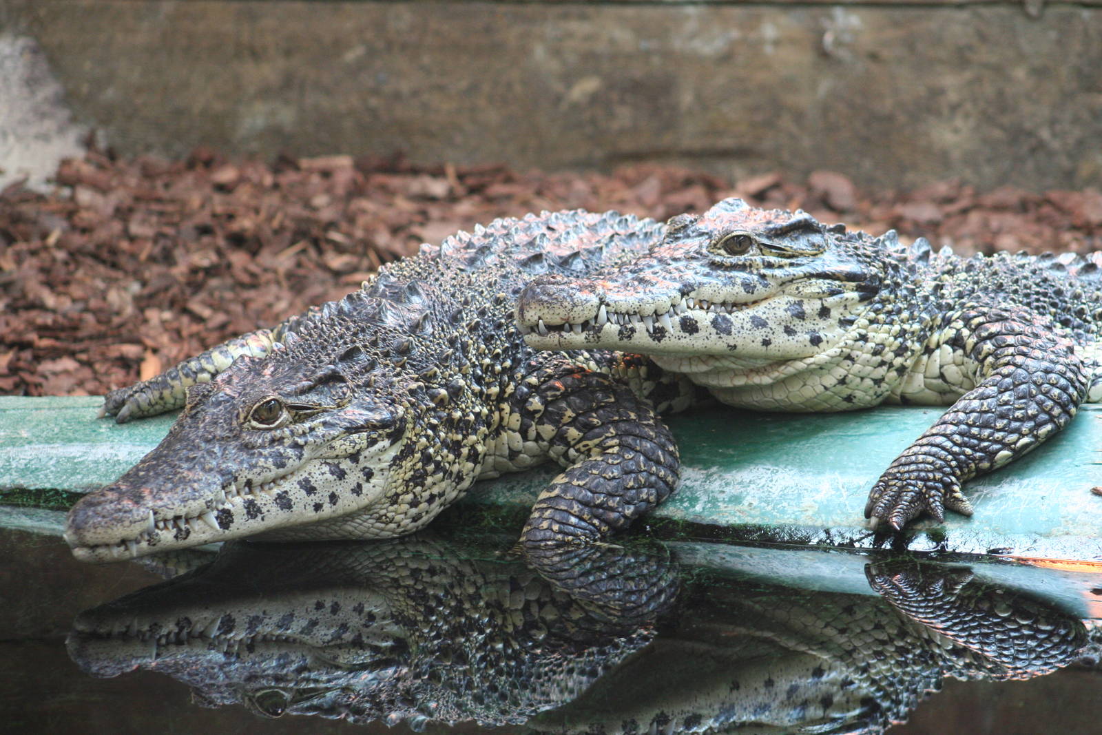 Cuban Crocodiles @ Crocodiles of the World; 24.10.2014