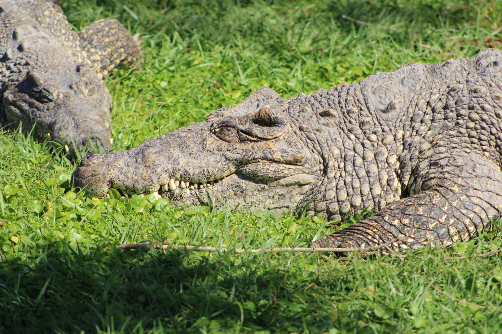 Cuban Crocodiles (Crocodylus rhombifer)