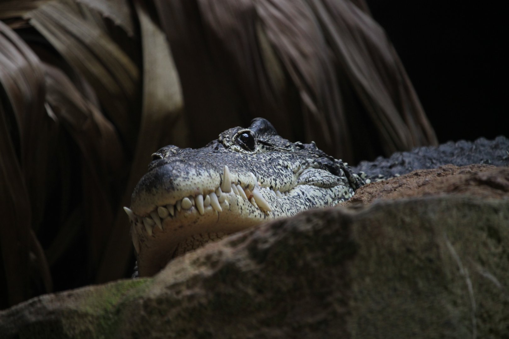 Cuban Crocodile's gnarly teeth