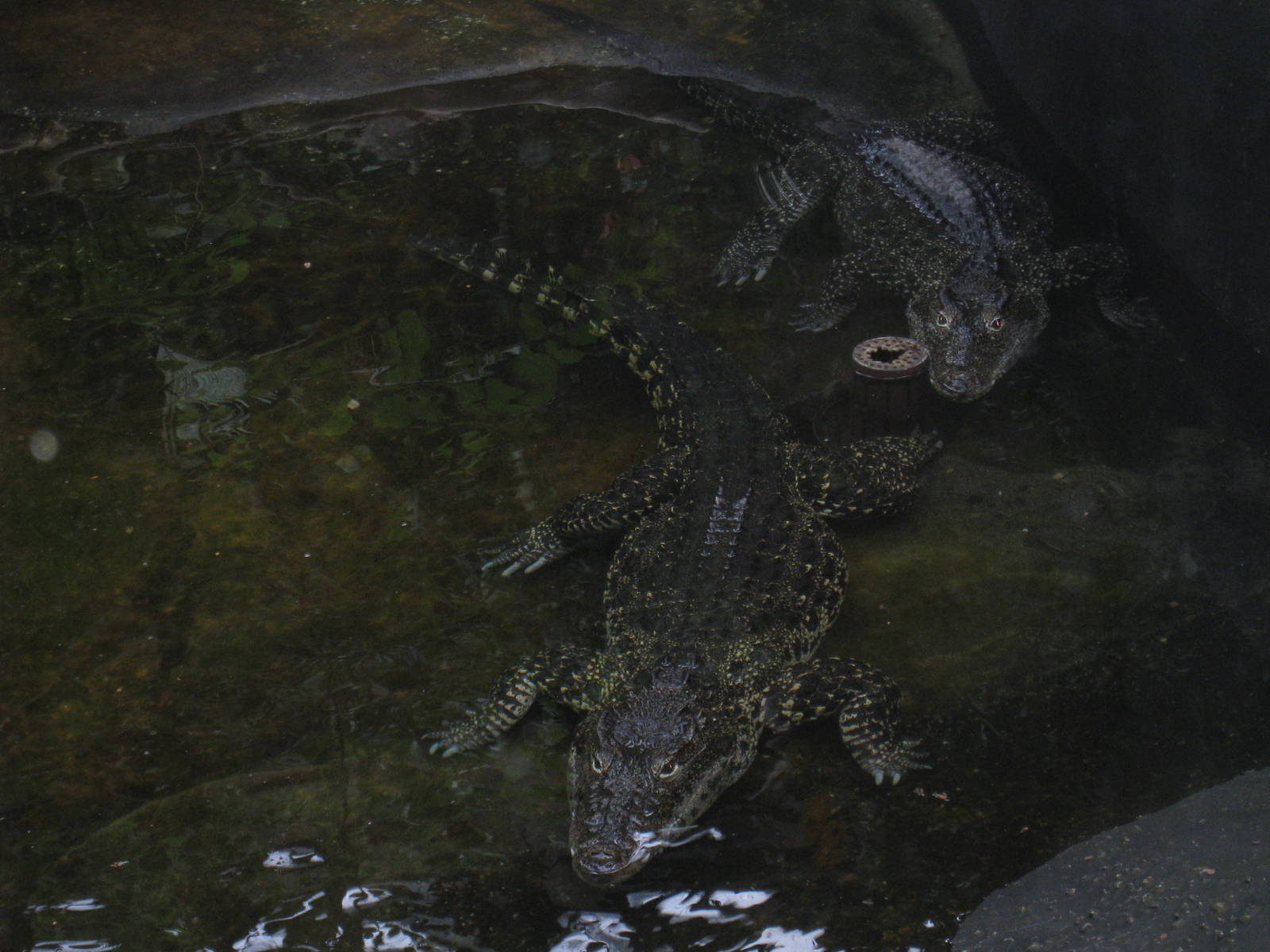 Cuban Crocodiles