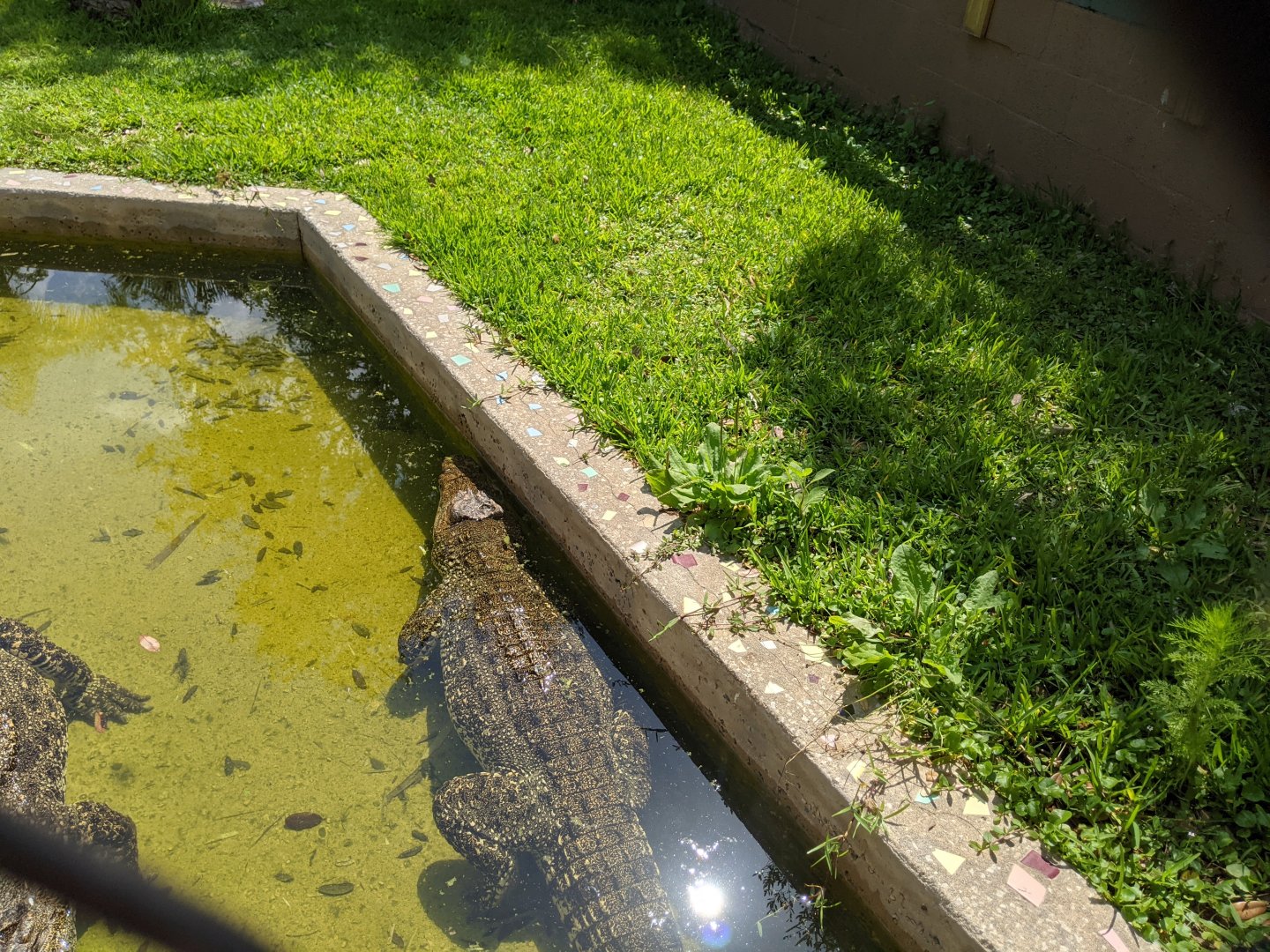Cuban Crocodiles