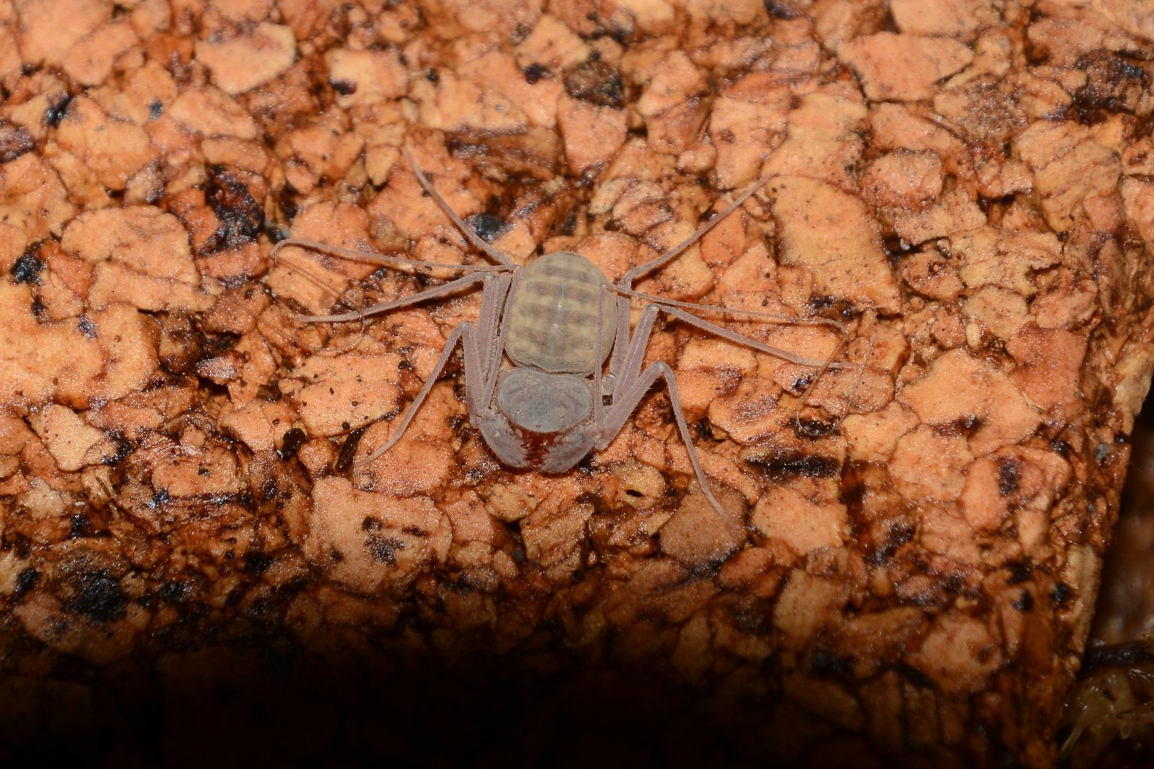 Cuban dwarf tailless whip scorpion (Charinus acosta)