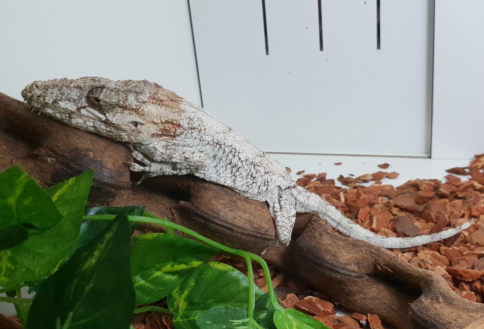 Cuban false chameleon - Anolis barbatus