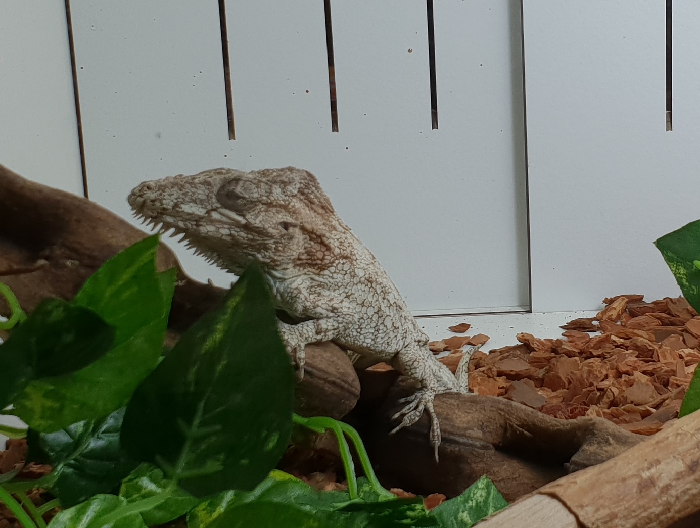 Cuban false chameleon / Western bearded anole - Anolis barbatus