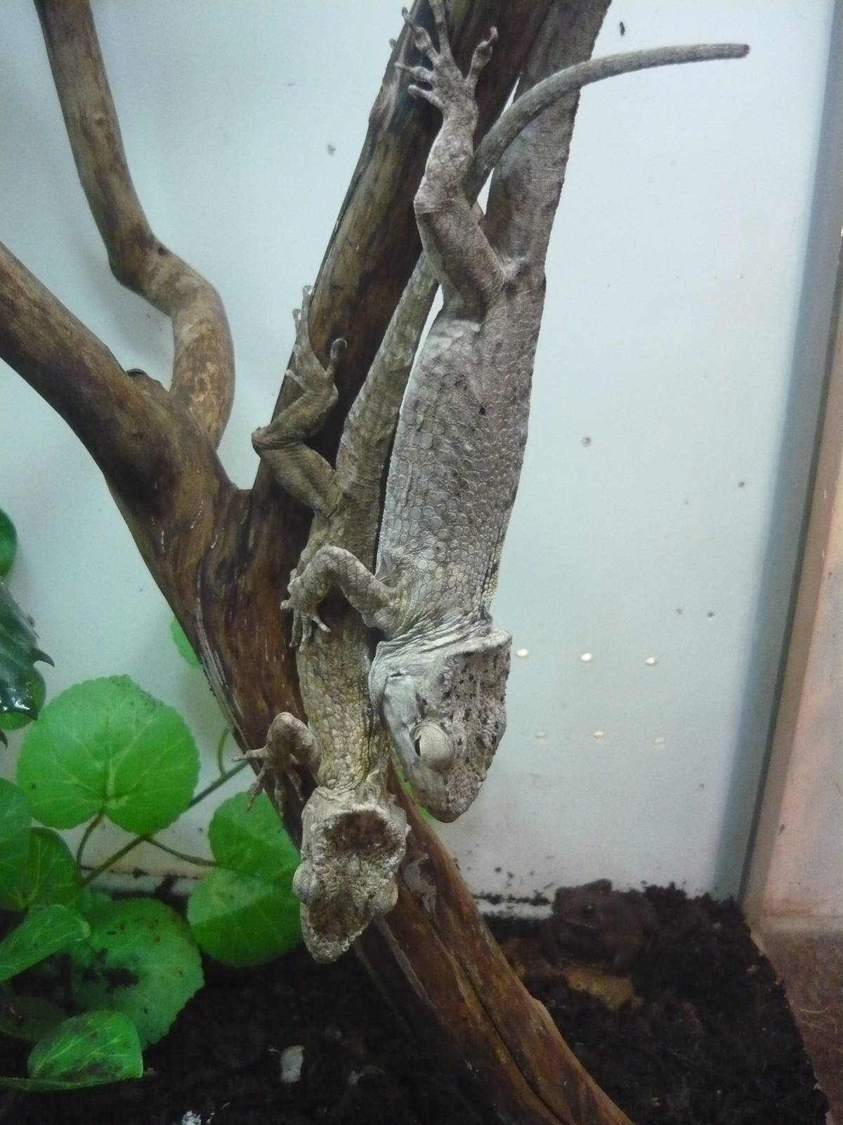 Cuban false chameleons (Chamaeleolis porcus)
