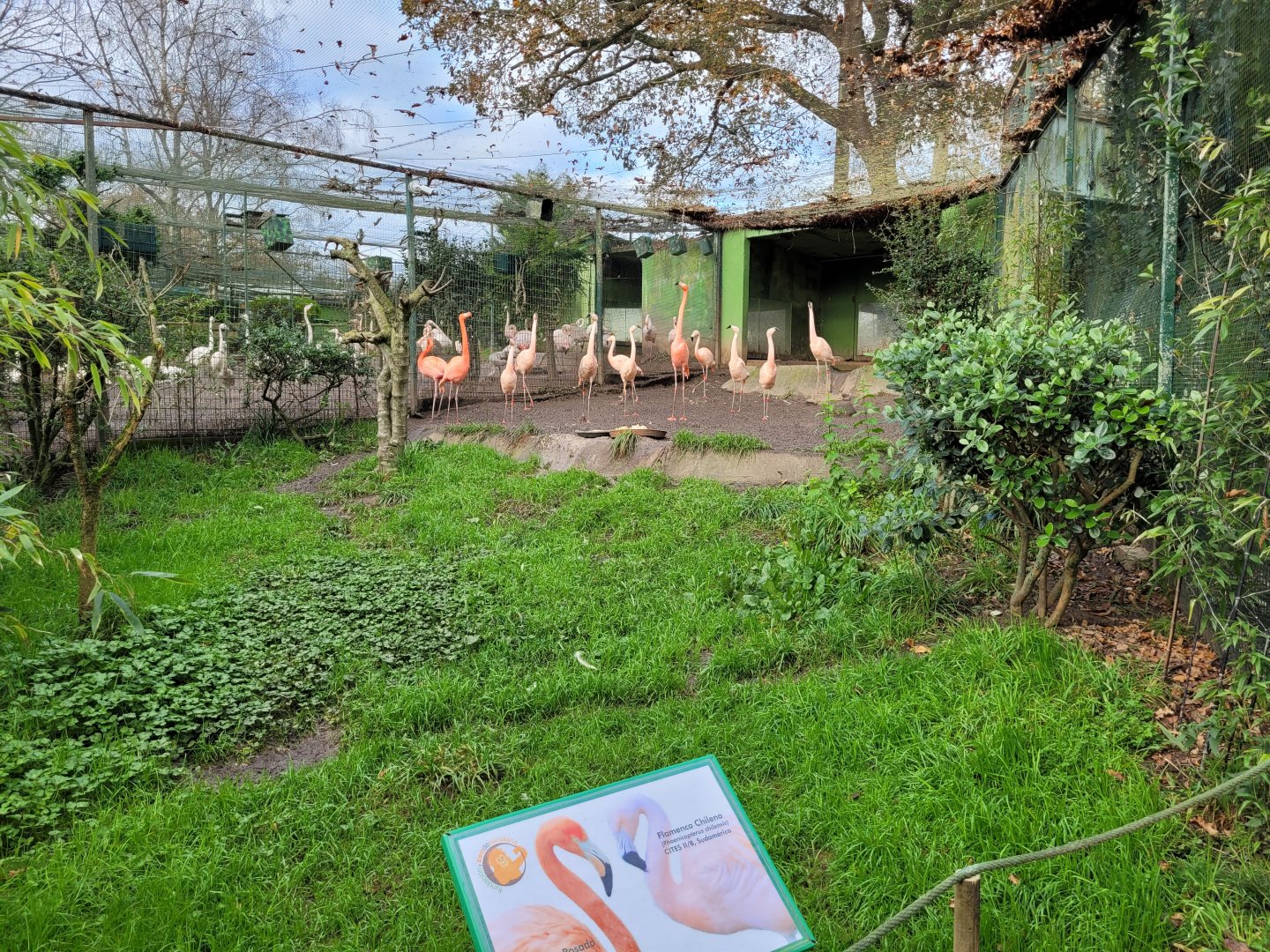 Cuban flaimgo and Chilean flamingo exhibit -Zoo de Santillana del Mar (2023)
