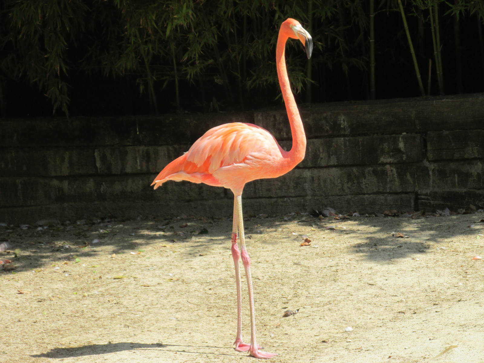 cuban flamingo barcelona zoo