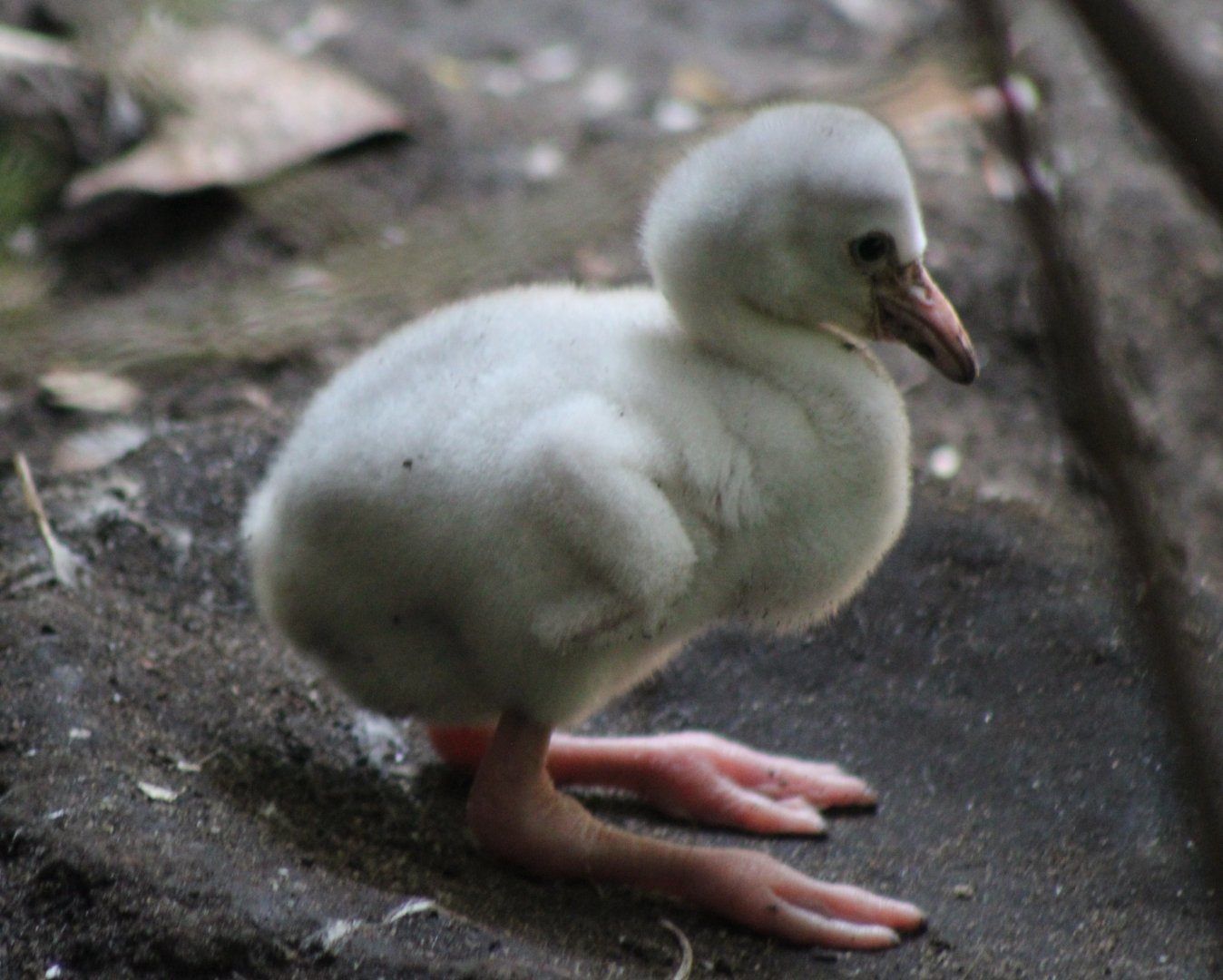 Cuban flamingo chick