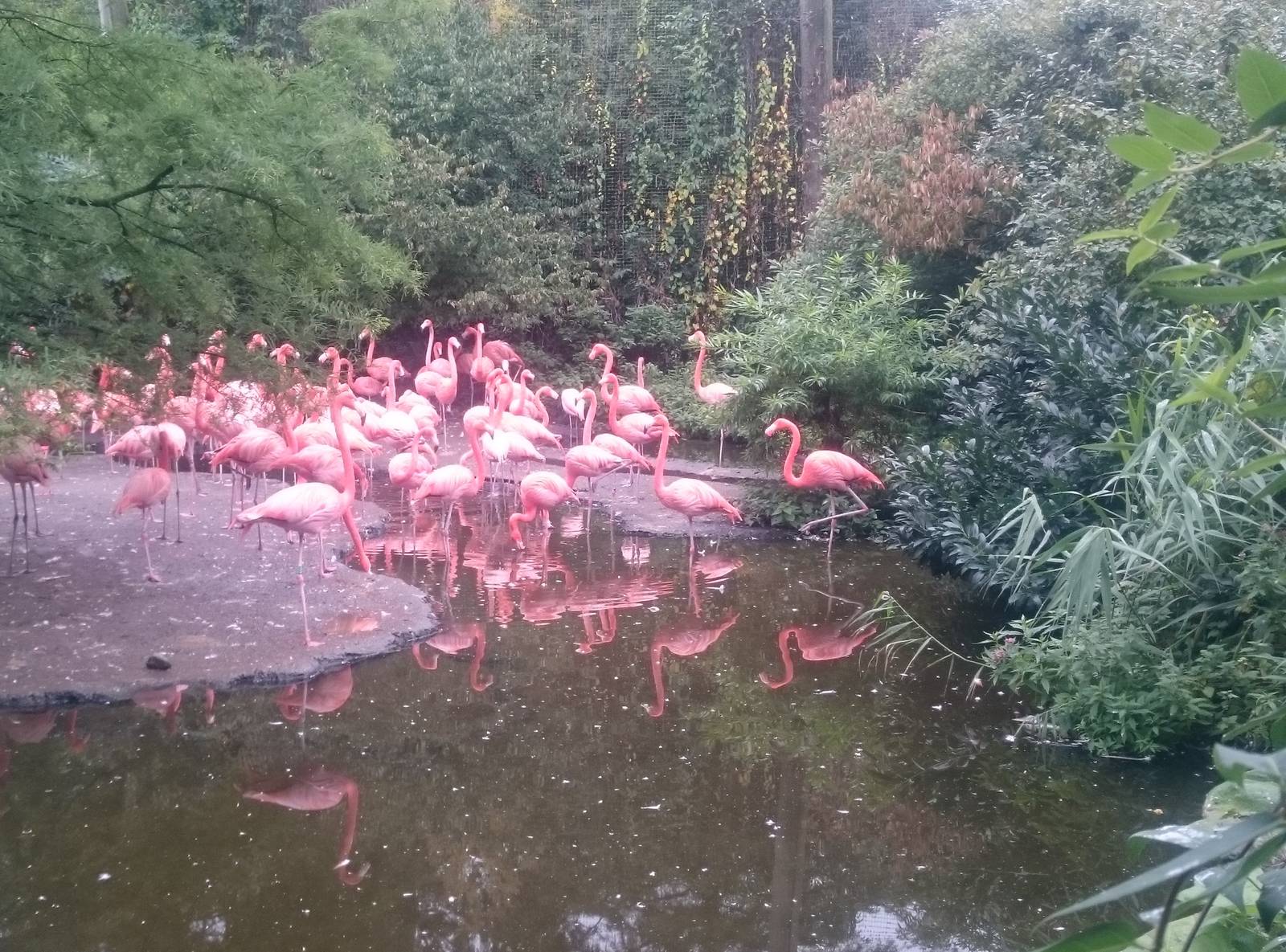 Cuban flamingo colony