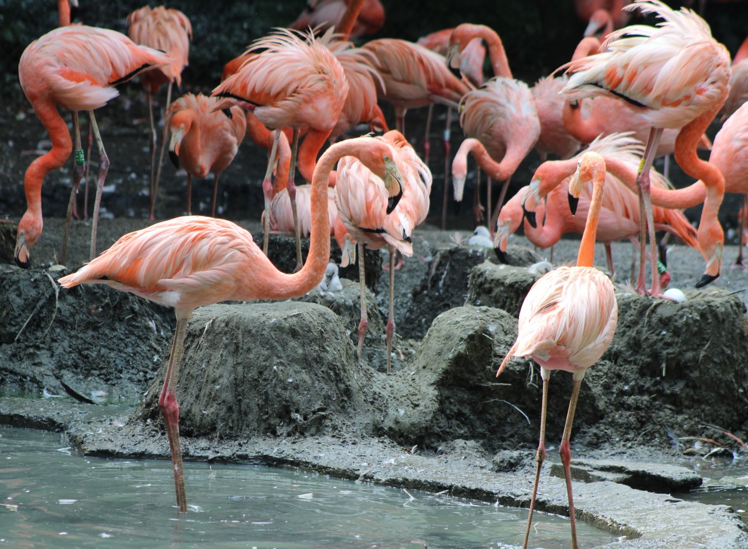 Cuban flamingo colony