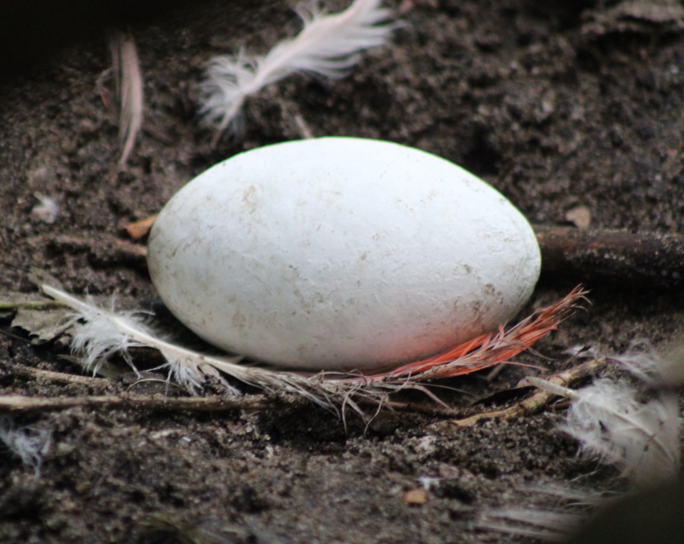 Cuban flamingo egg