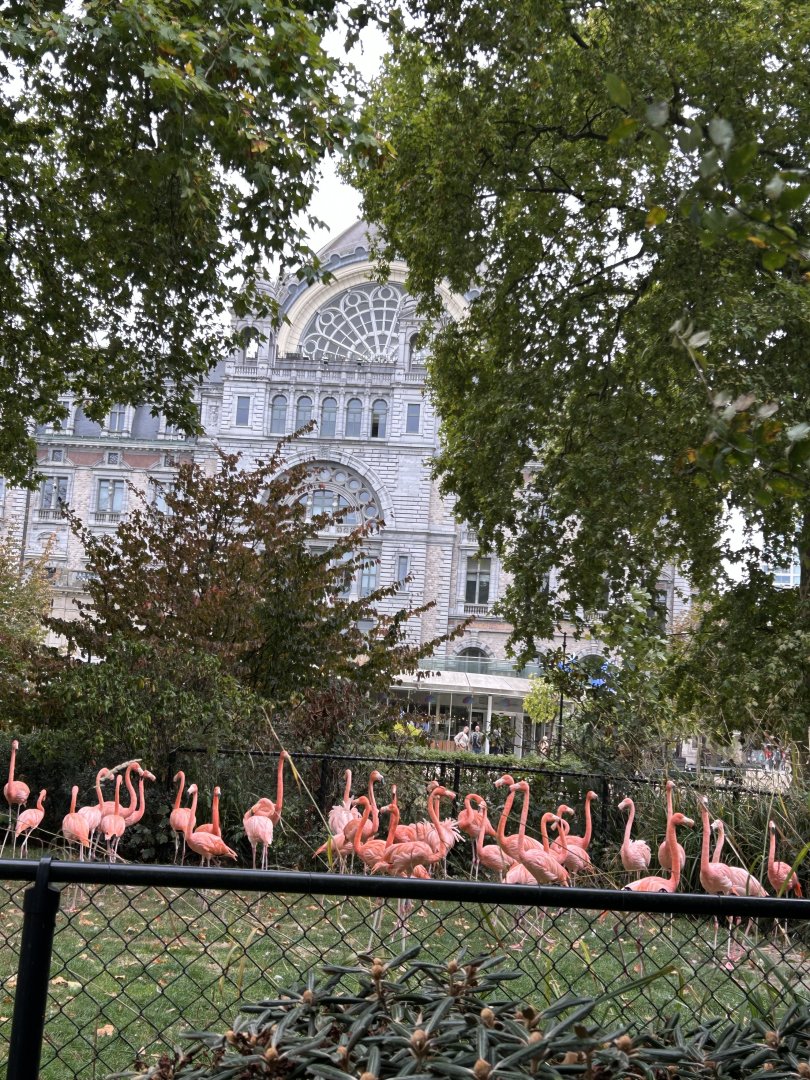 Cuban flamingo exhibit