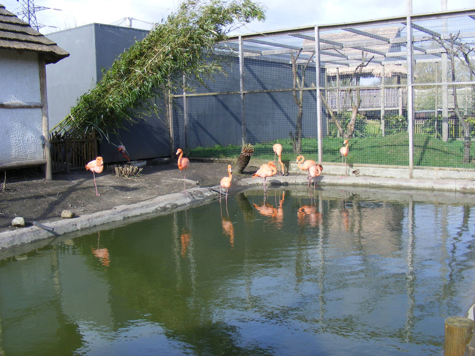 Cuban flamingoes and Madagascan teals at RSCC, 2 April 2010