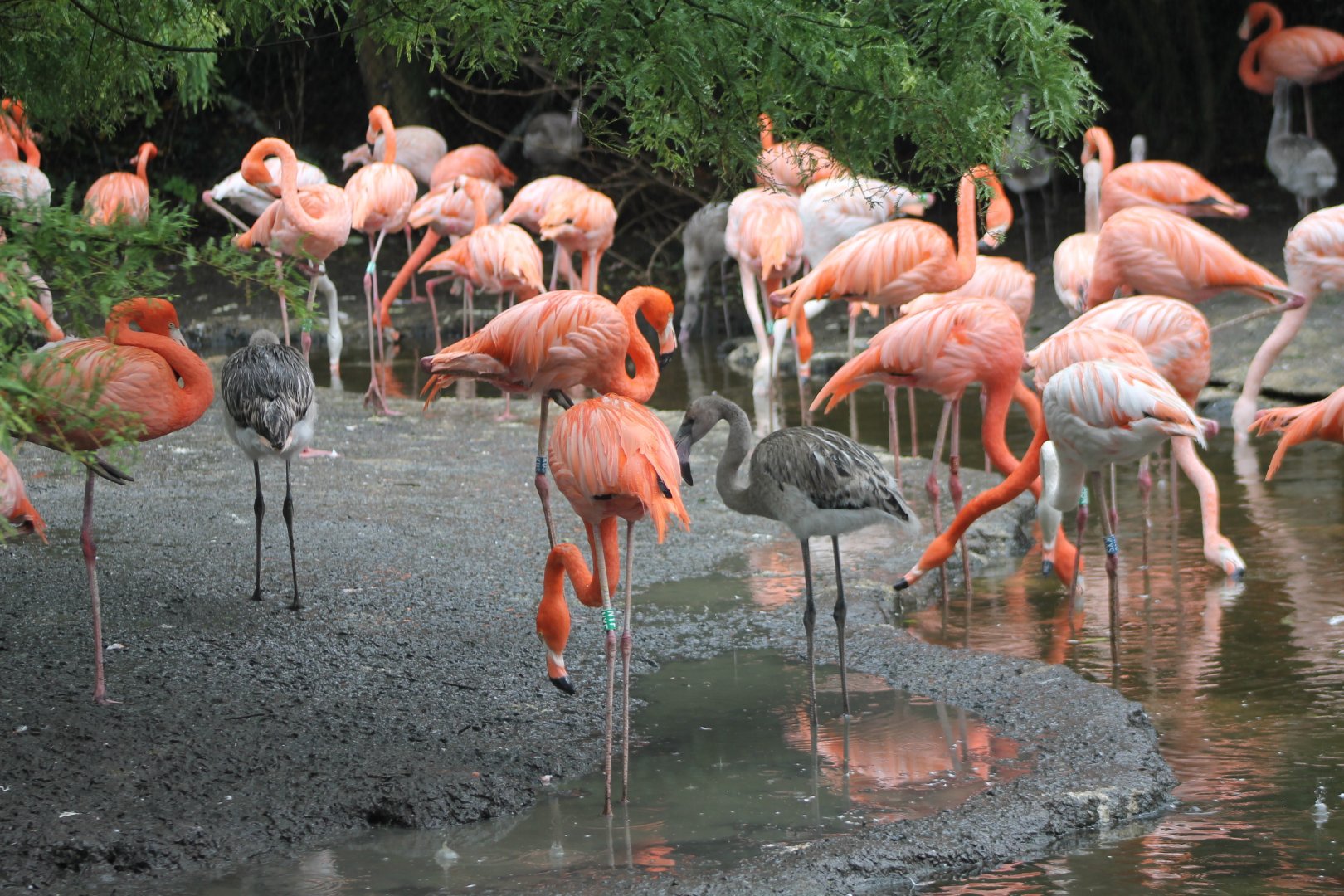 Cuban flamingos with chicks