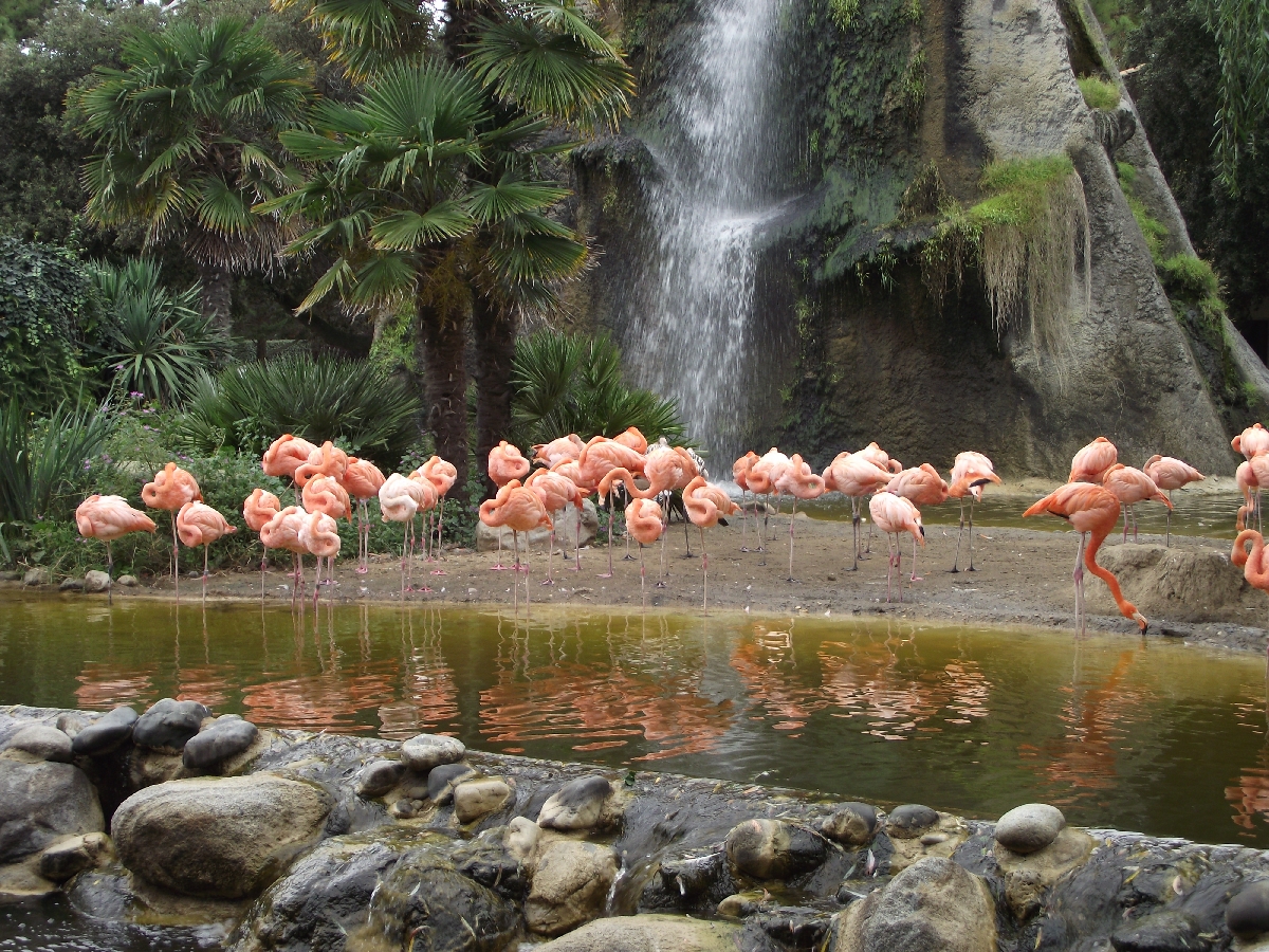 Cuban Flamingos