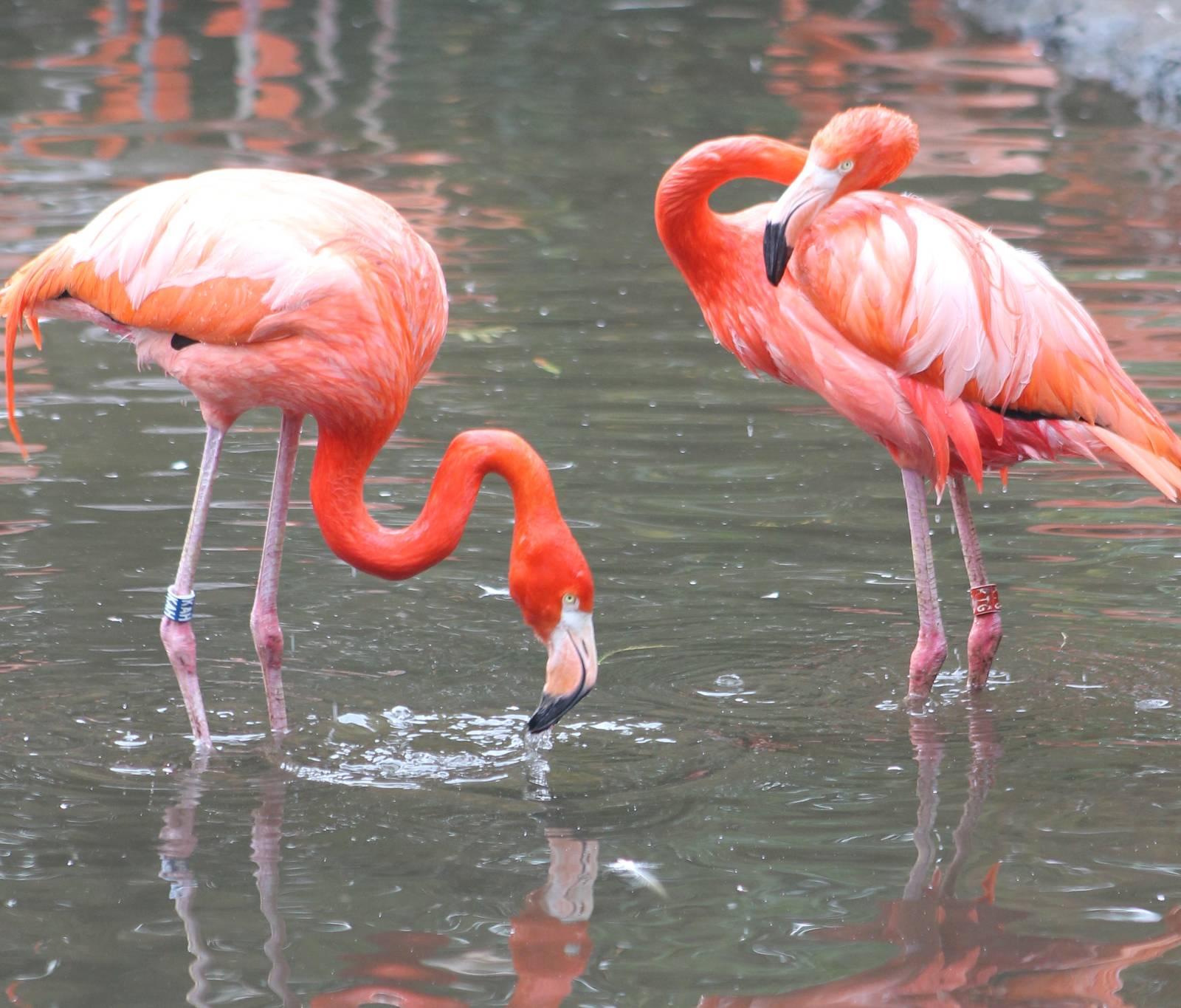 Cuban flamingos