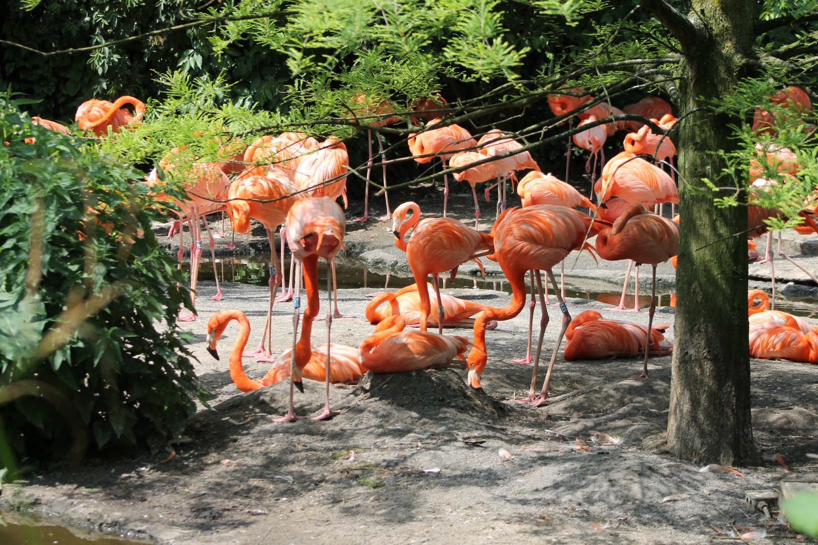Cuban flamingos