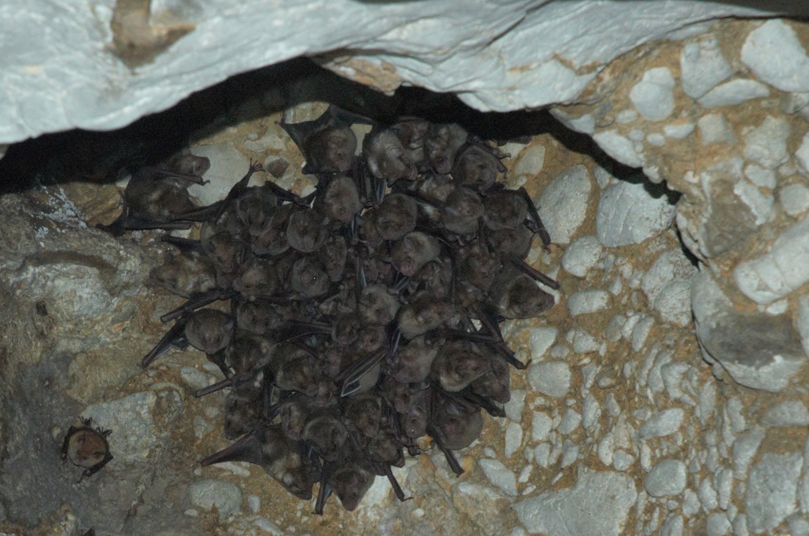Cuban Fruit-eating Bat (Brachyphylla (nana) pumila)