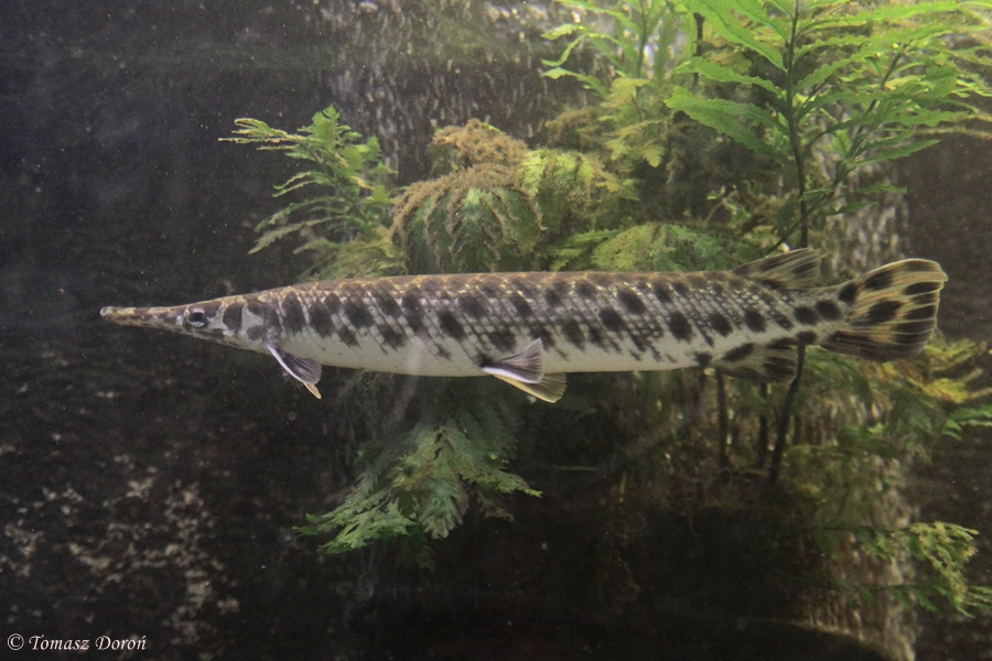 Cuban Gar (Atractosteus tristoechus)