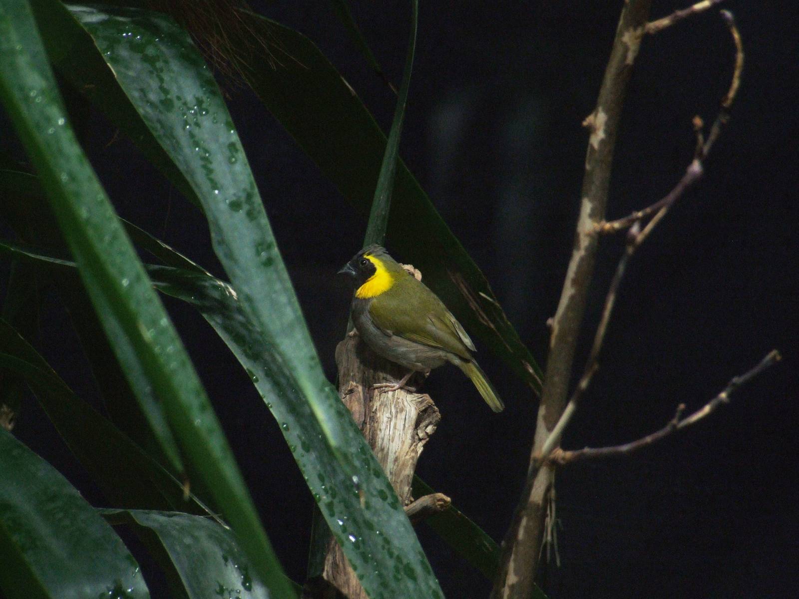 Cuban Grassquit at Vienna, 16/06/13