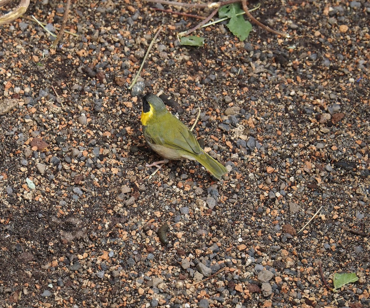 Cuban grassquit (Phonipara canora), 2024-06-08