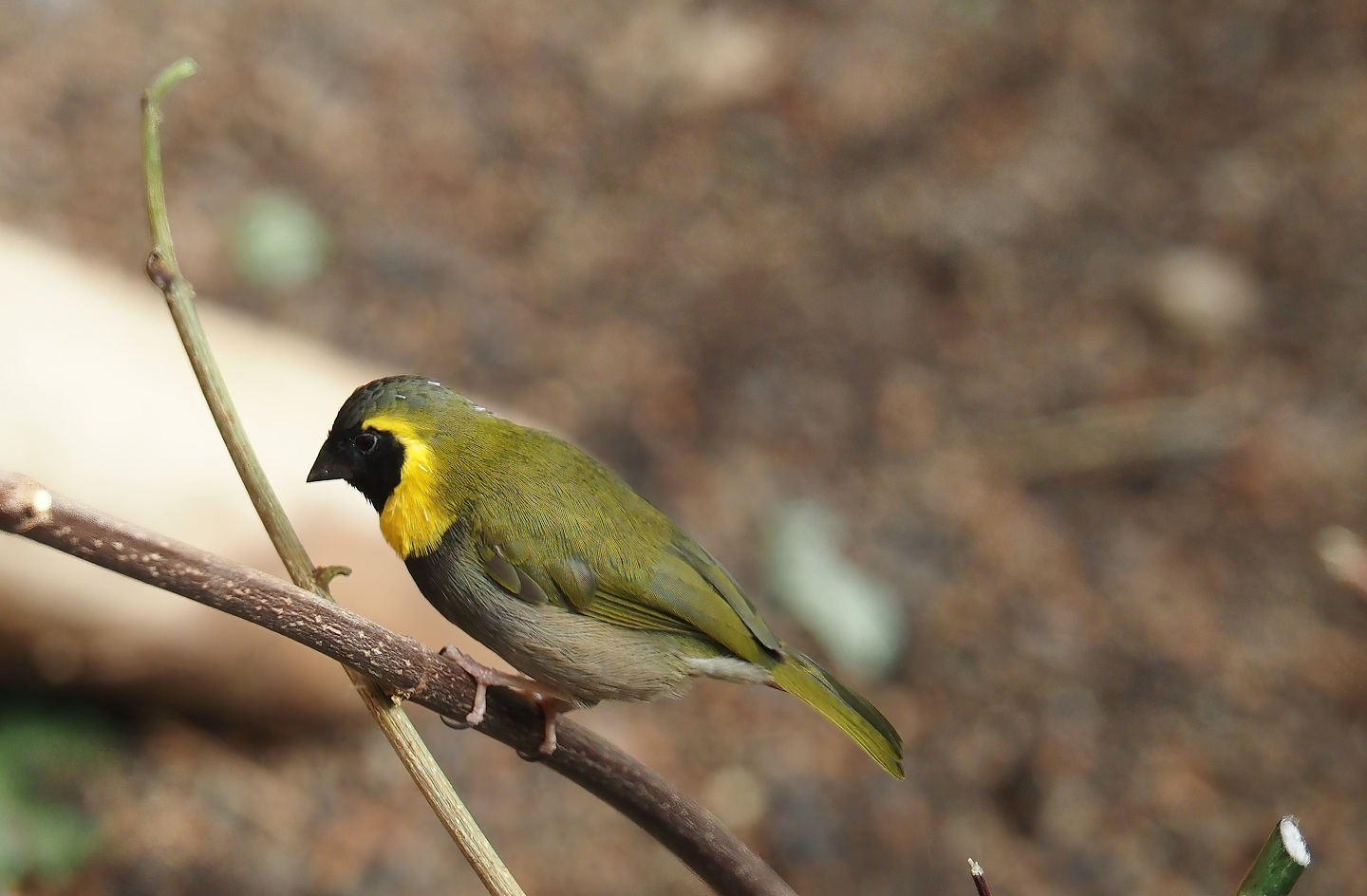 Cuban grassquit (Phonipara canora), 2024-06-08