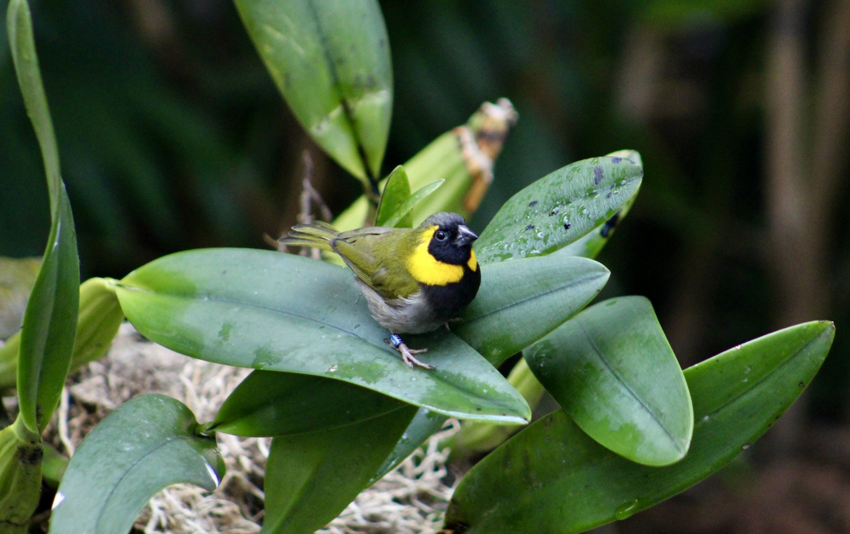 Cuban Grassquit (Phonipara canora) male