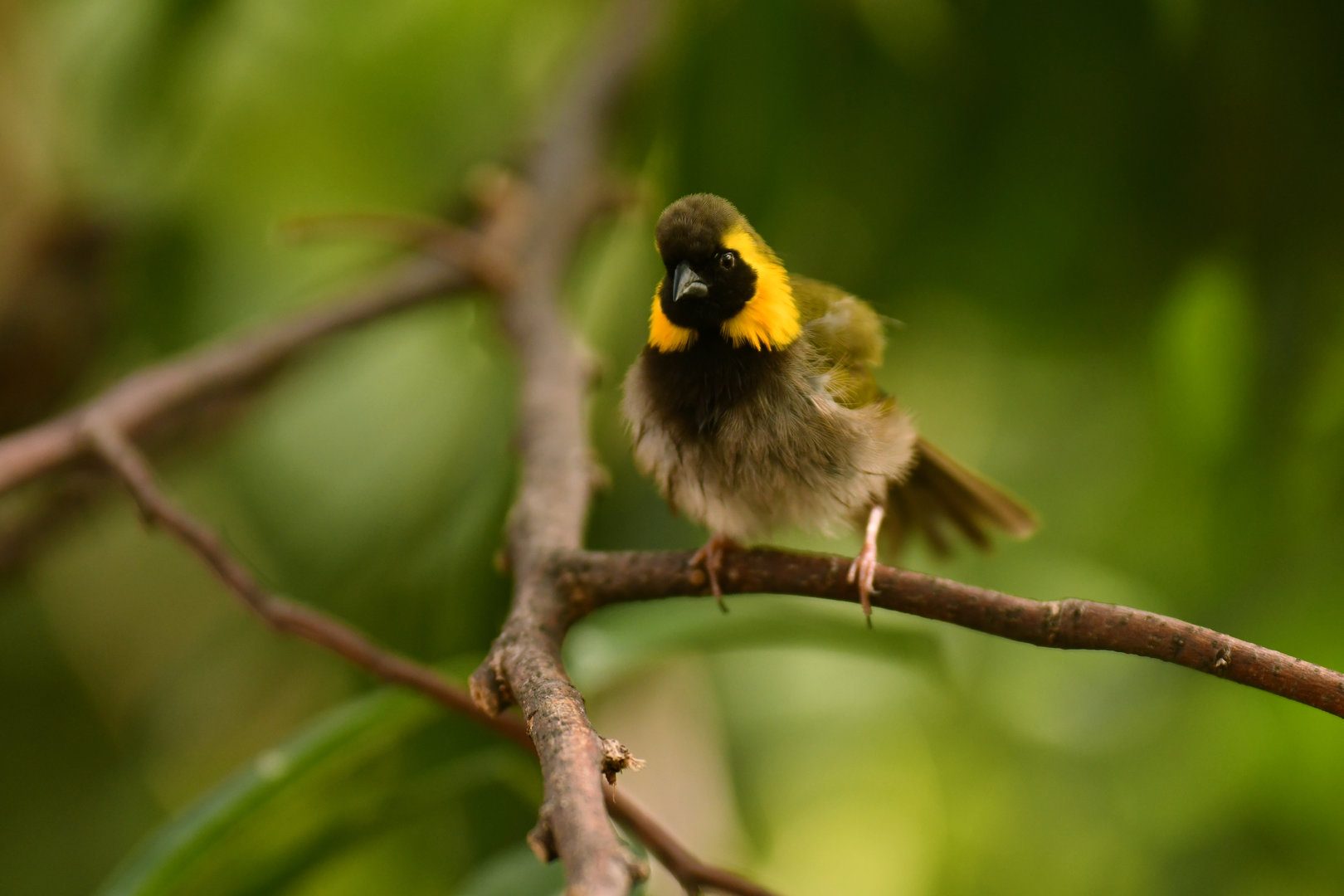 Cuban Grassquit Phonipara canora