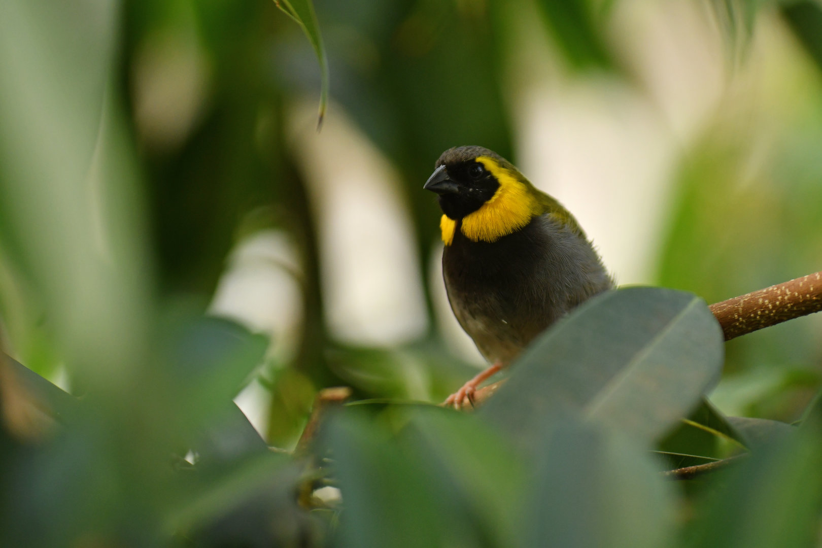 Cuban Grassquit Phonipara canora