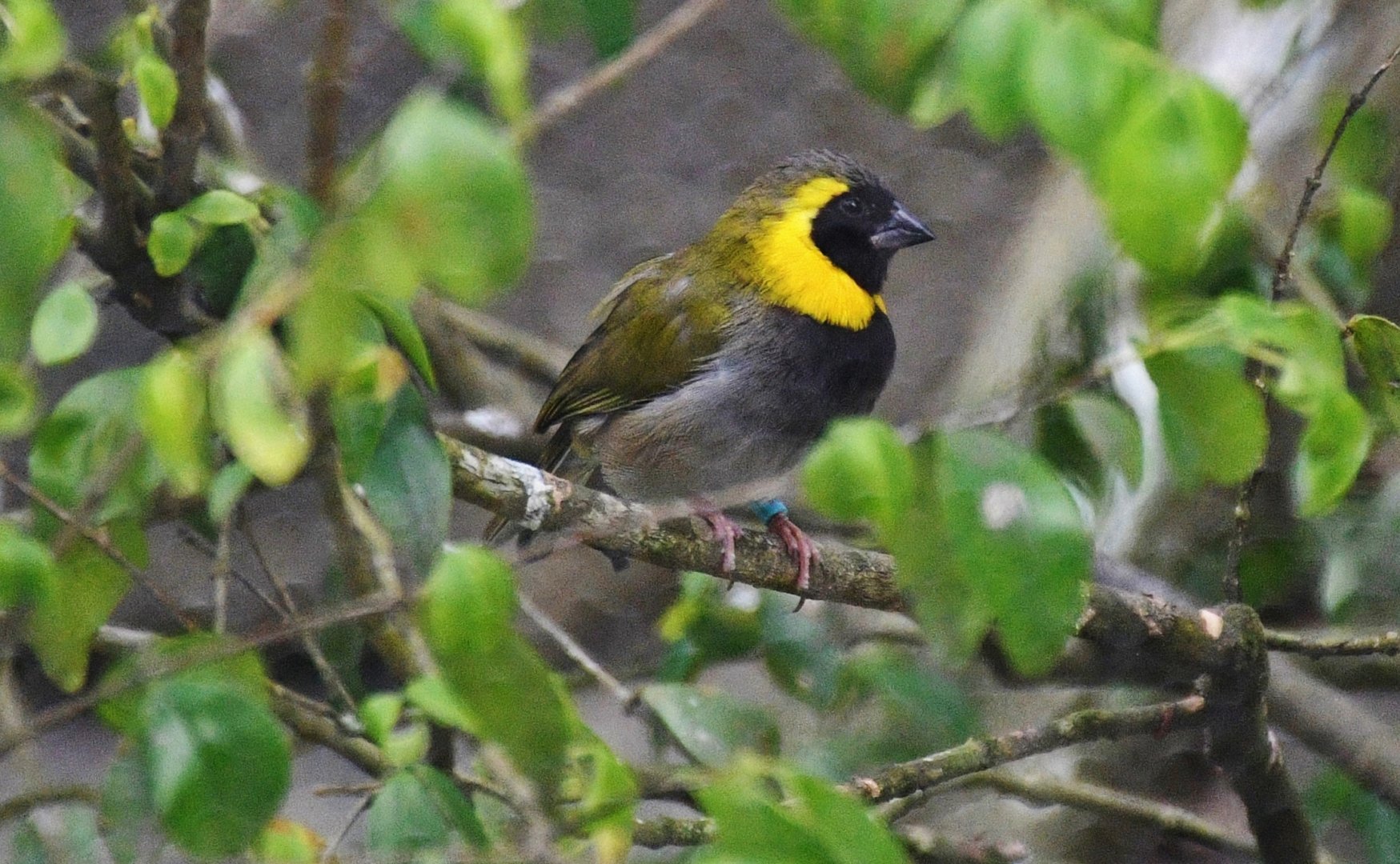 Cuban Grassquit (Phonipara canora)