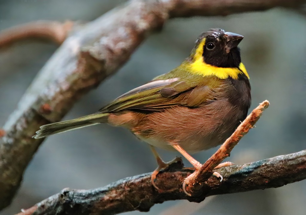 Cuban grassquit (Phonipara canora)