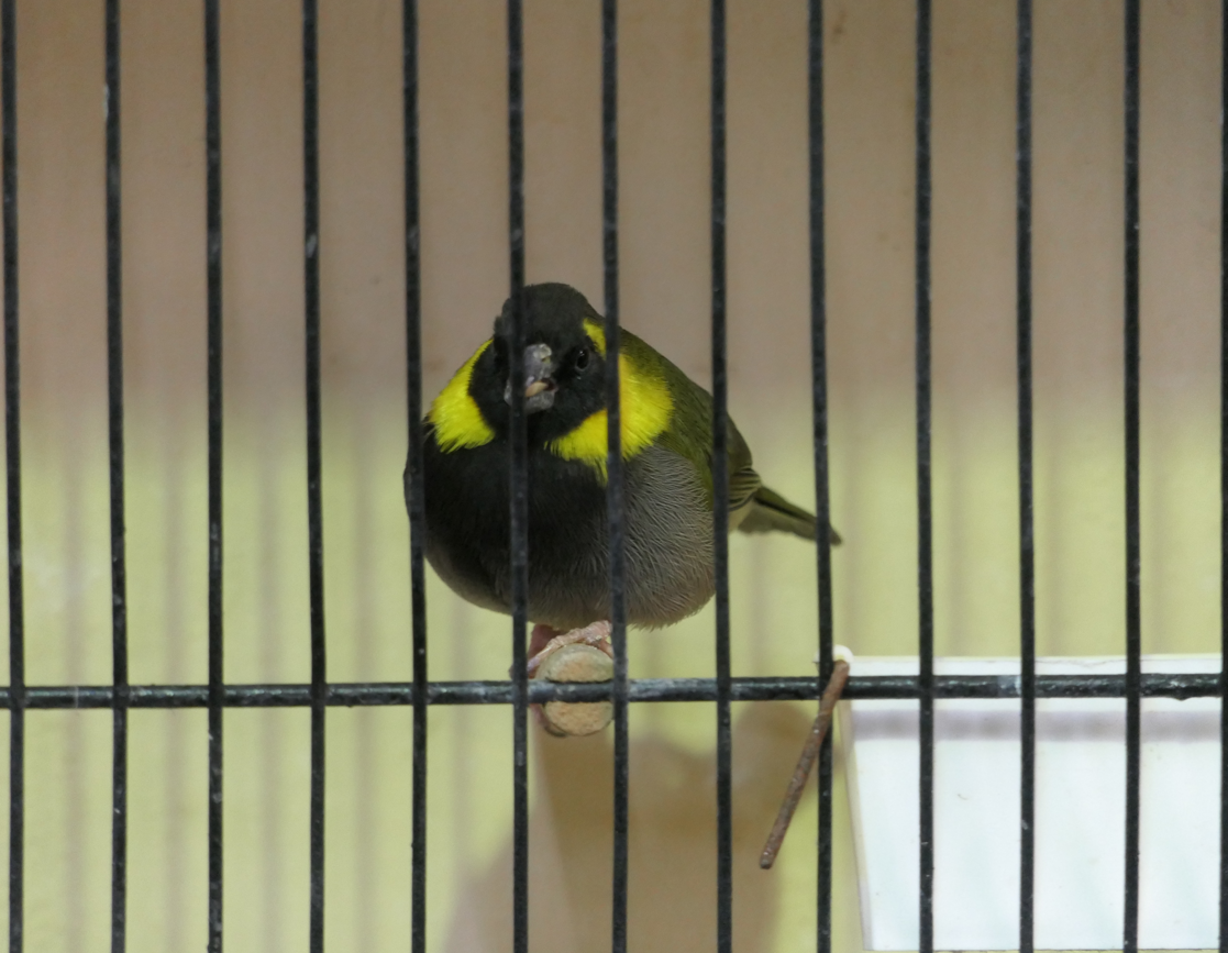 Cuban Grassquit (Phonipara canora)