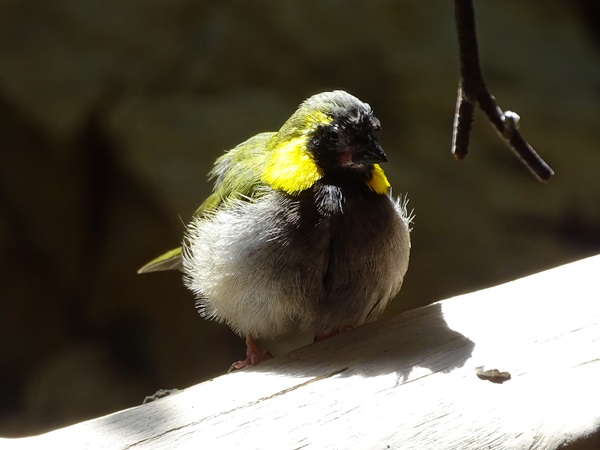Cuban grassquit (Phonipara canora)