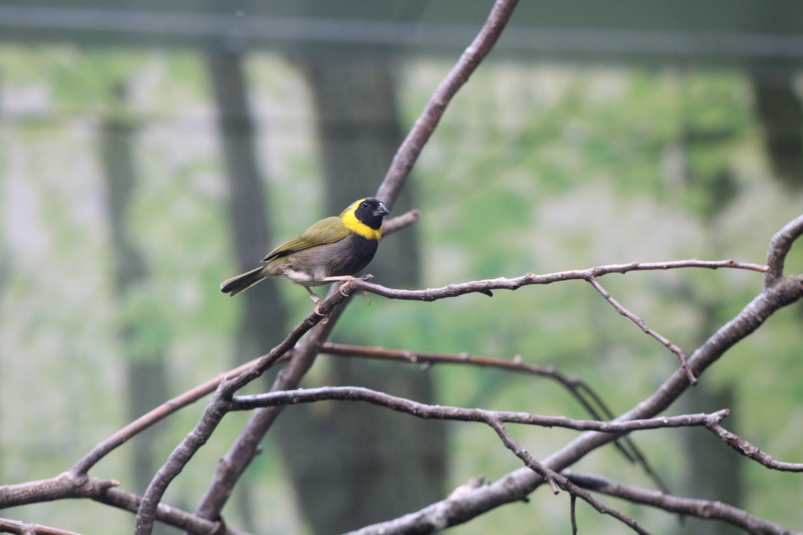Cuban Grassquit (Phonipara canora)