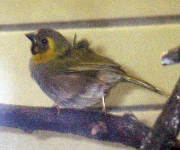 Cuban Grassquit (Tiaris canora)