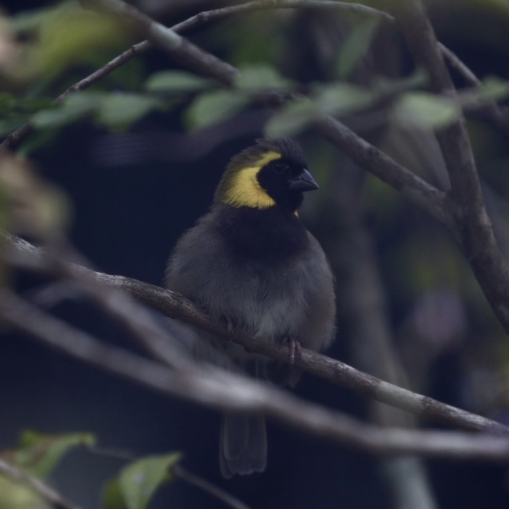 Cuban Grassquit (Tiaris canorus)