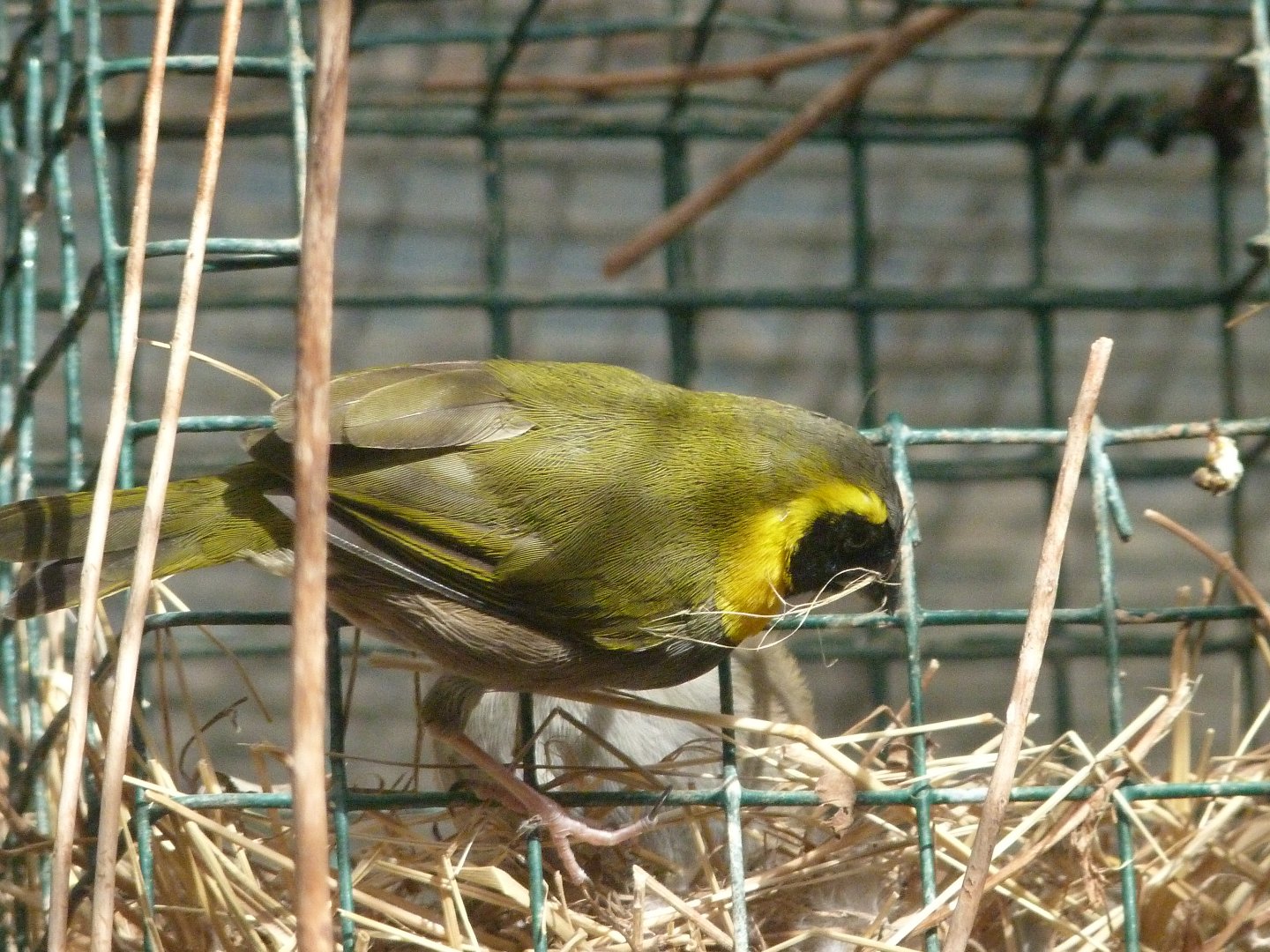 Cuban grassquit -Zoo de Santillana del Mar (2024)