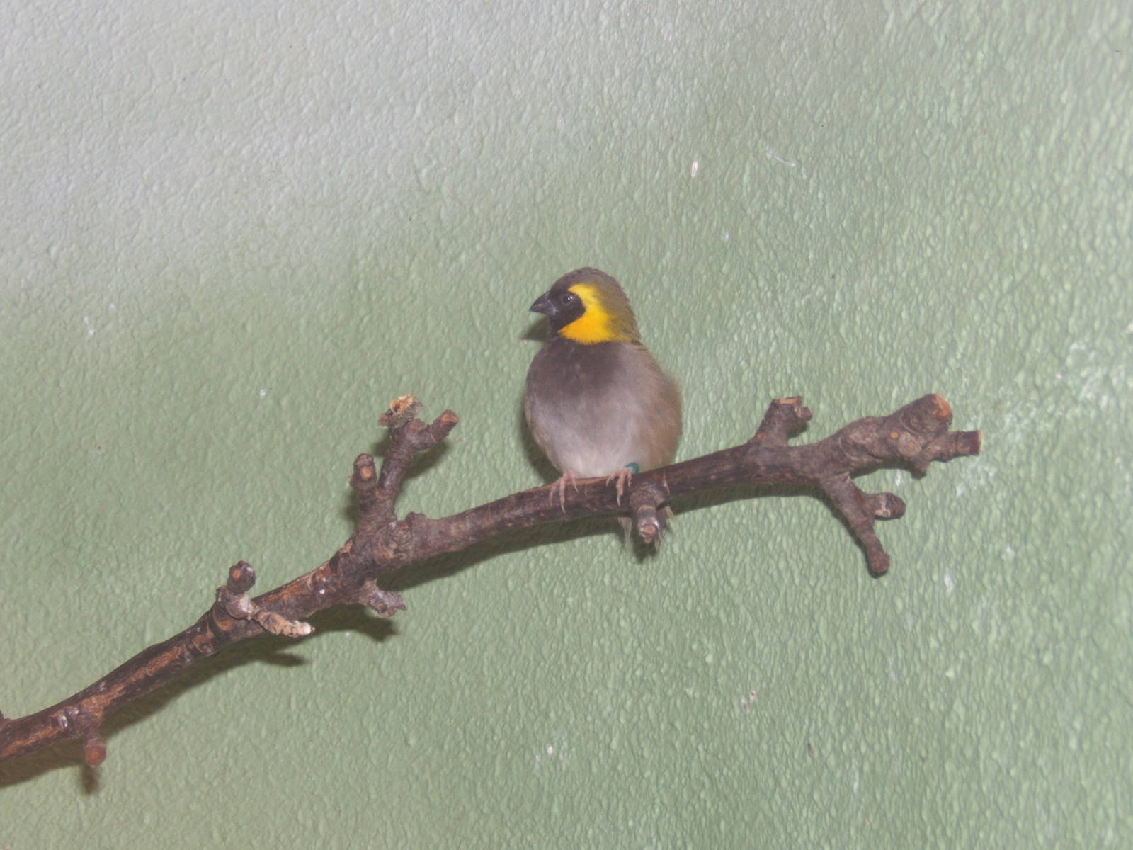 Cuban Grassquit