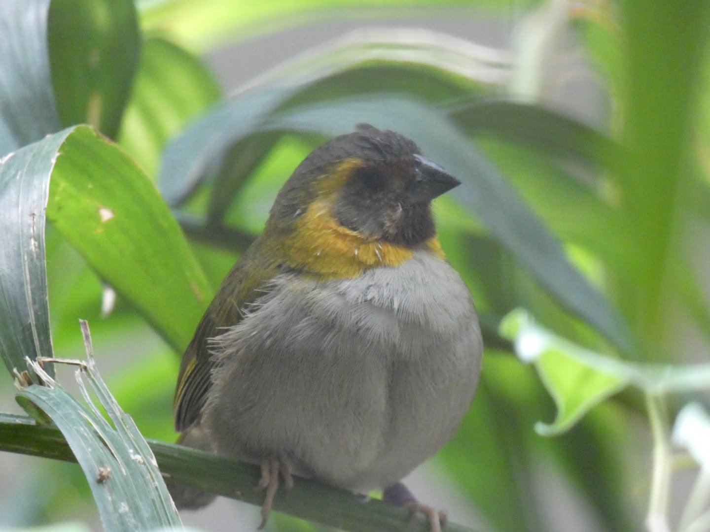 Cuban Grassquit