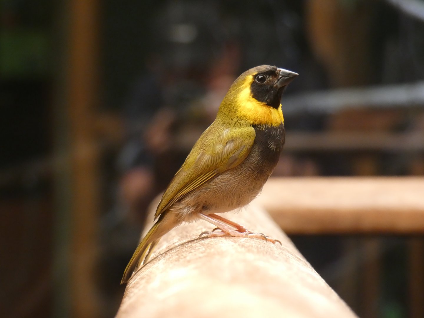 Cuban Grassquit
