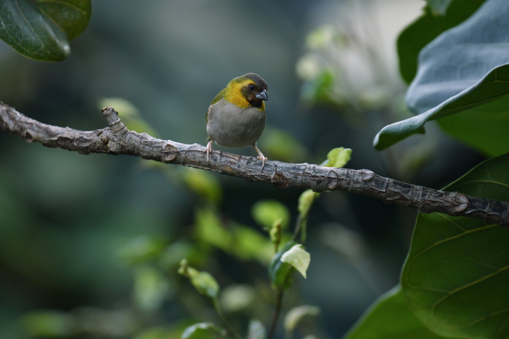 Cuban Grassquit